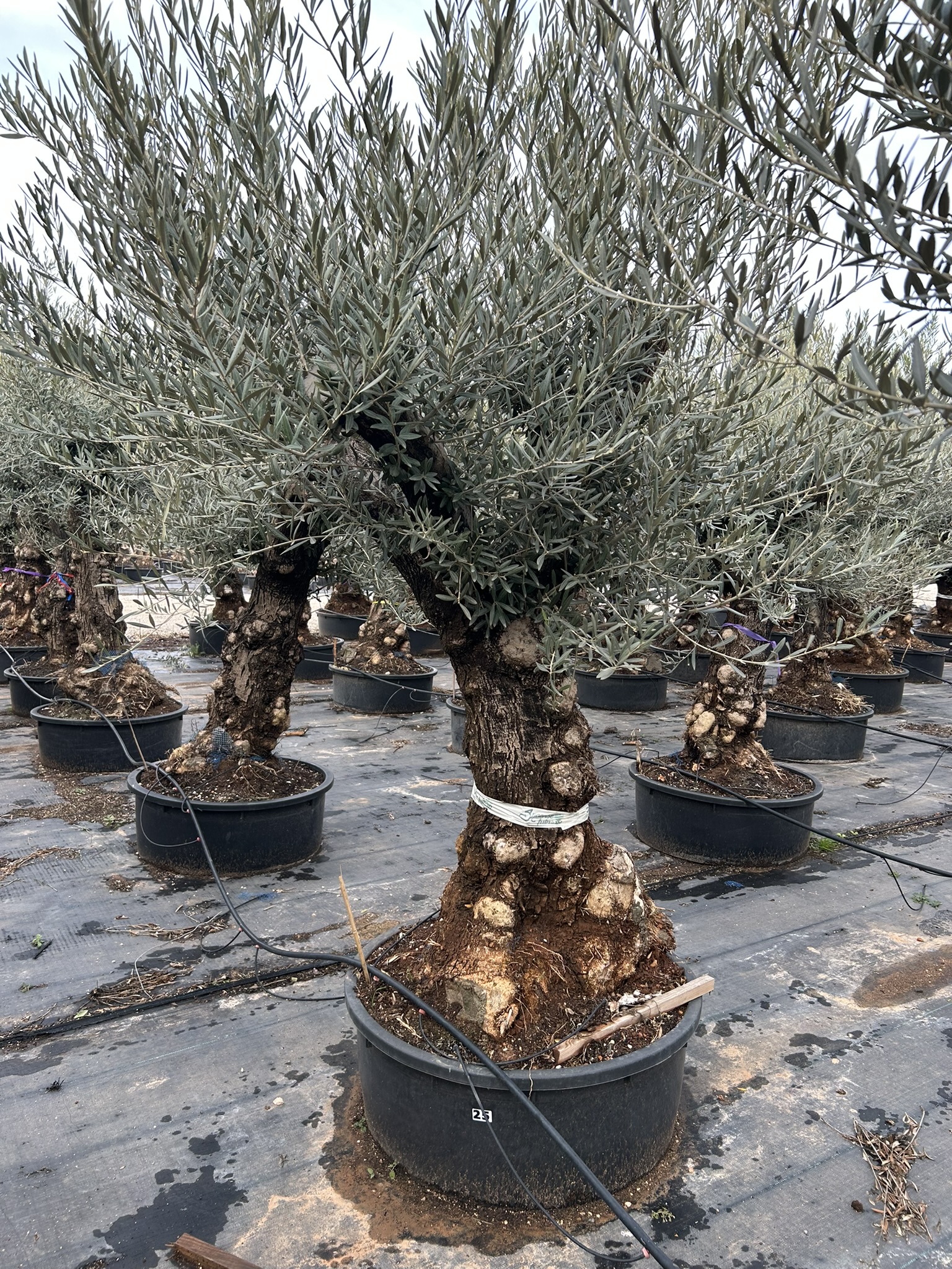 Olea europea Hoija Blanca low pot